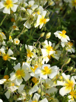 helianthemum