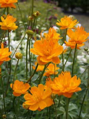 trollius  ©sevenhills©